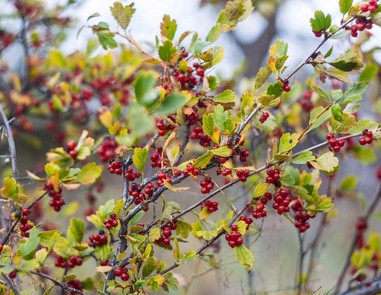 Тараножка ягода