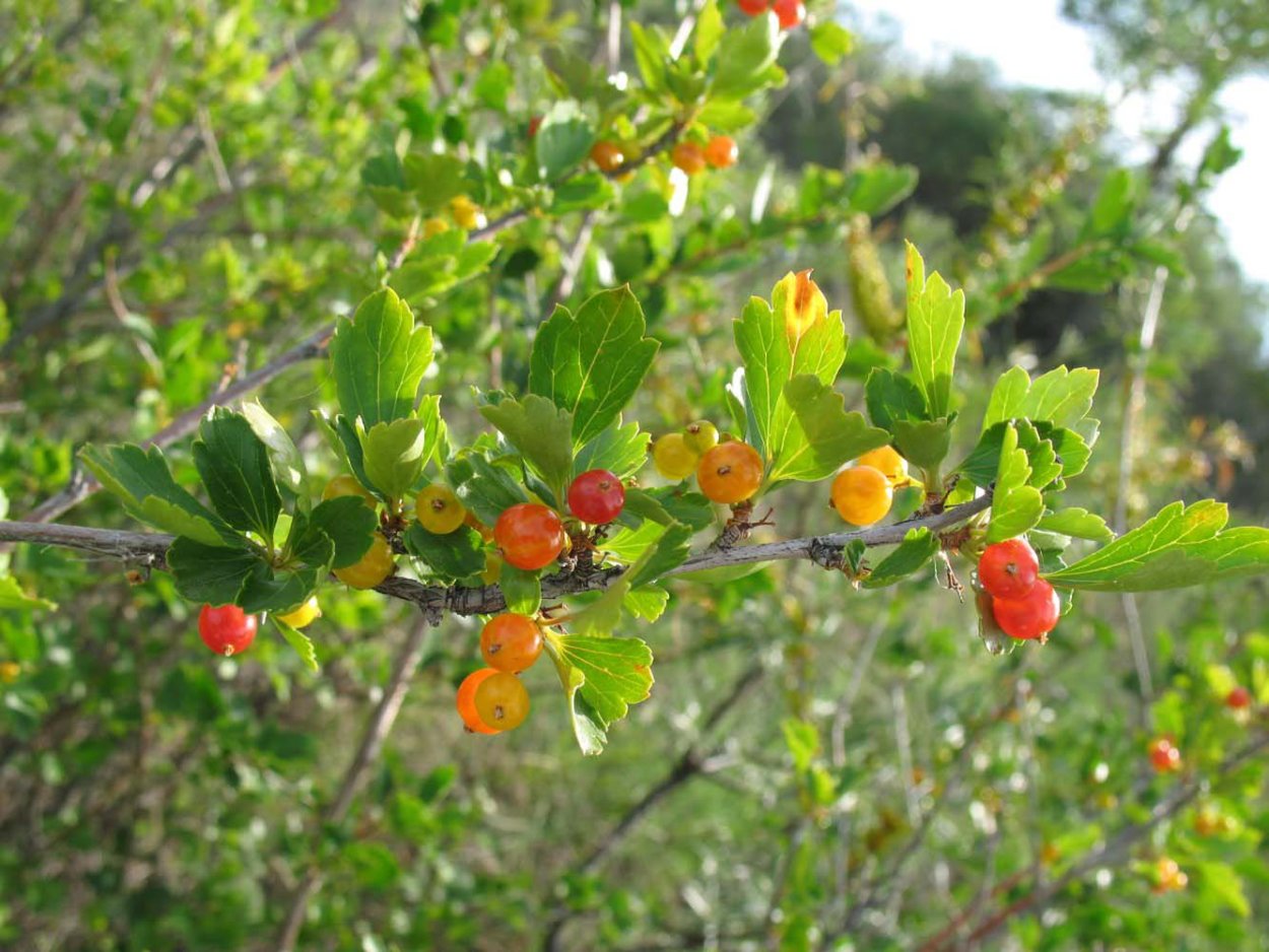 Смородина двуиглая Морошка