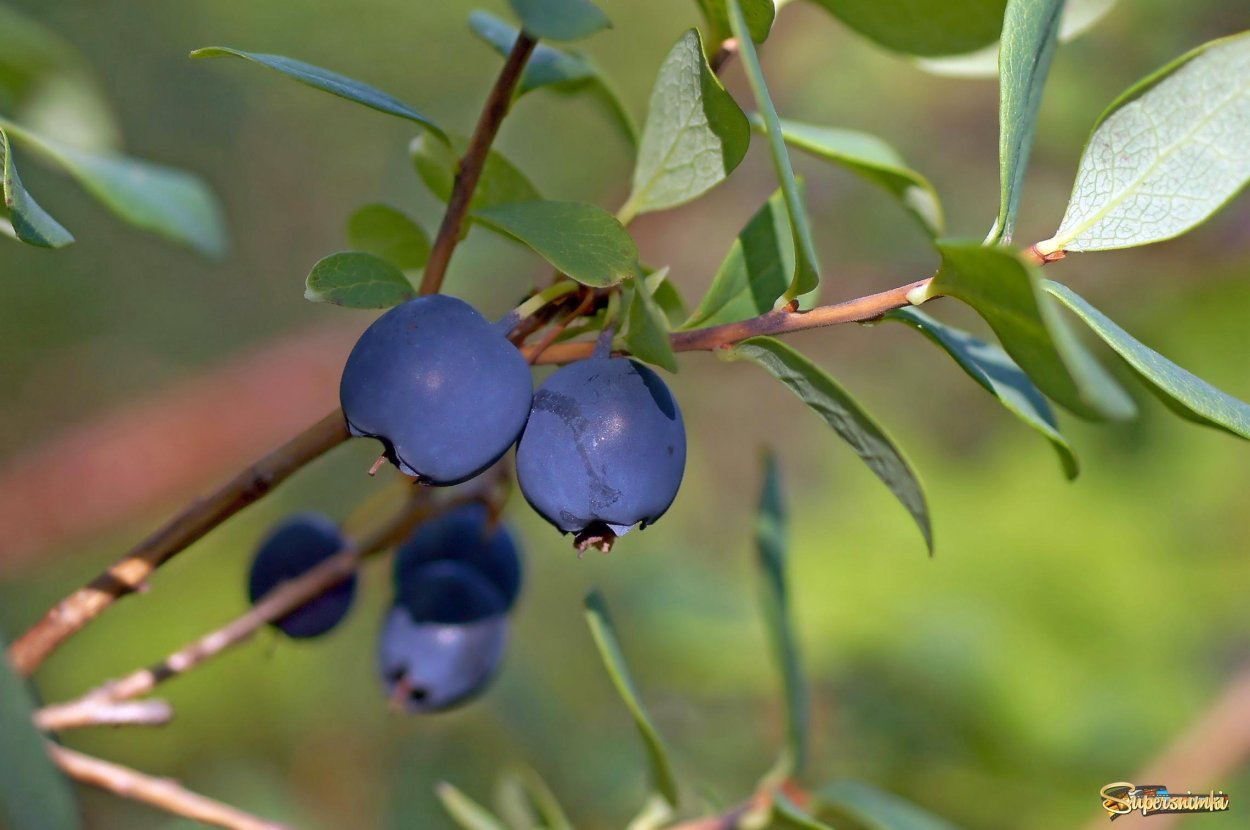 Соцветие ягоды калины