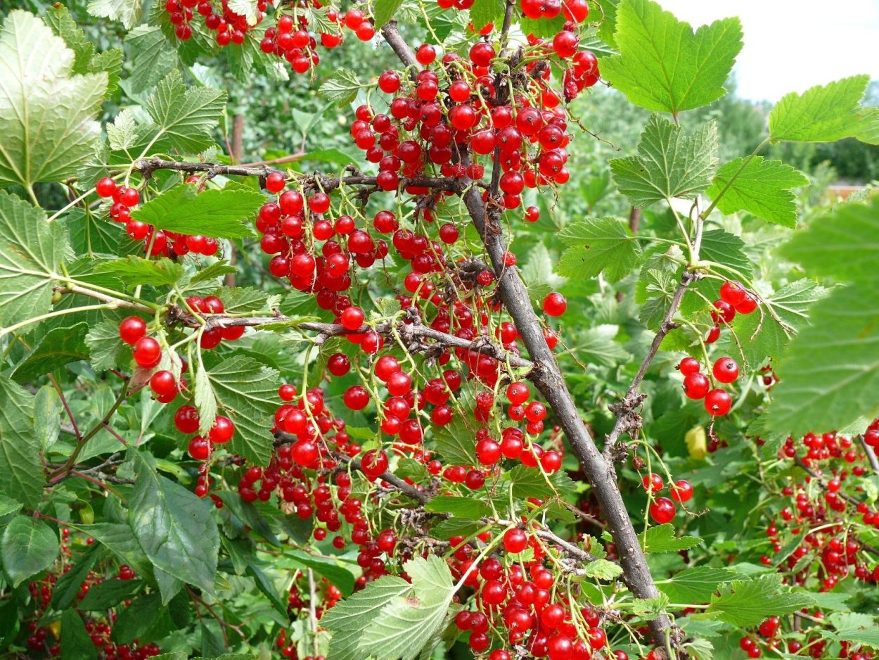 Ягоды Забайкалья