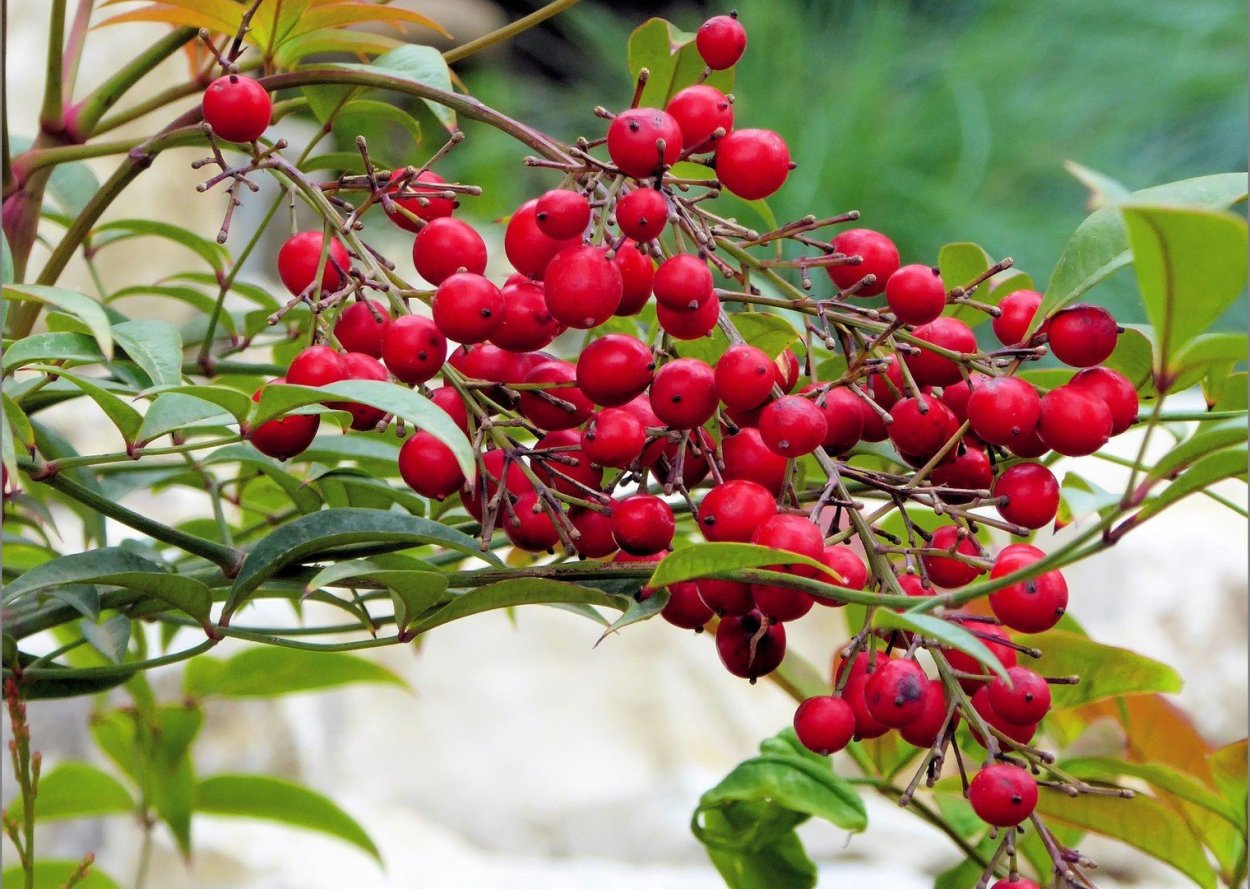 Костяника ягода