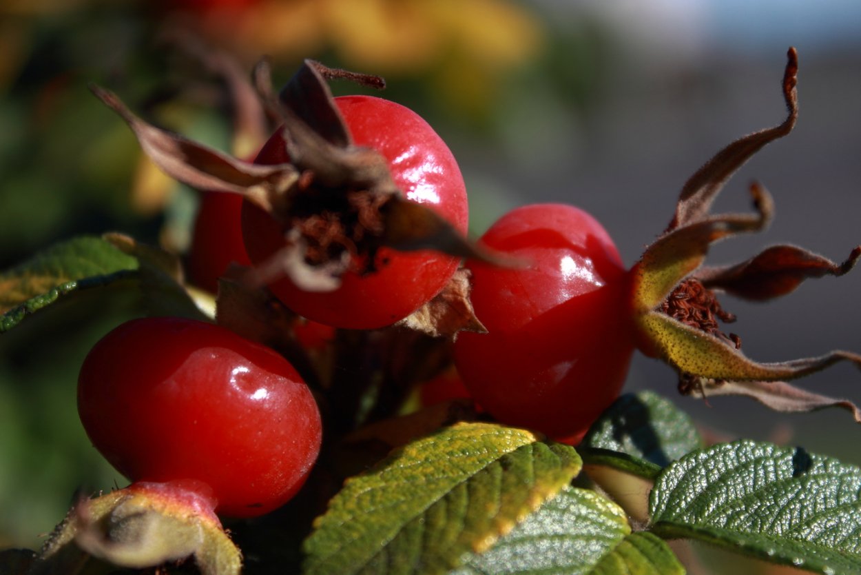 Куст ягодный Буш