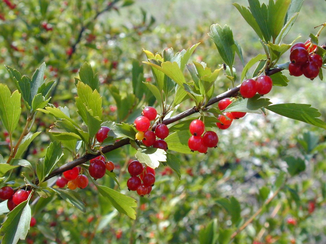 Смородина двуиглая куст