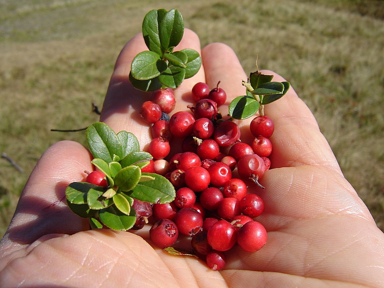 Ползунка ягода