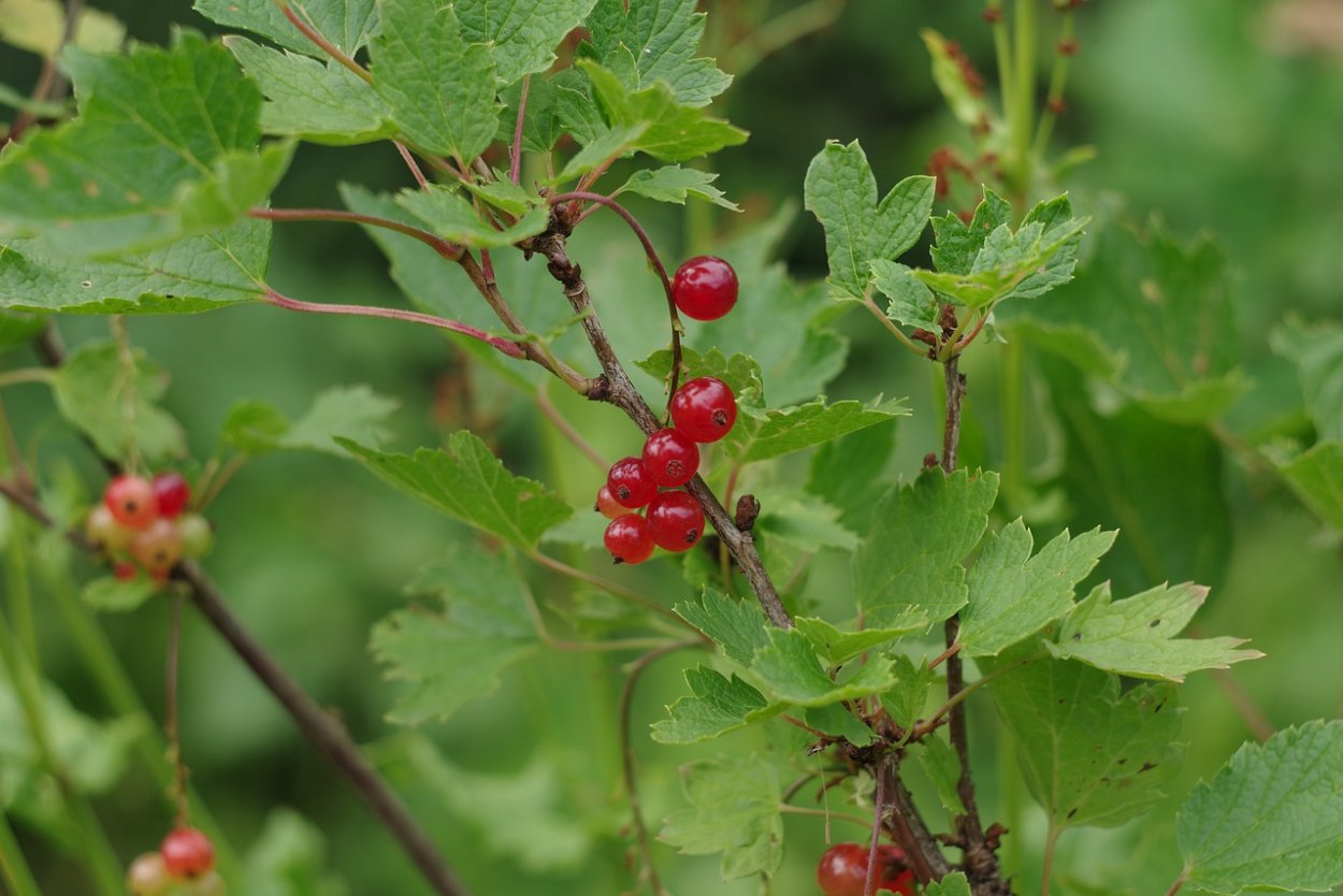 Гармония природы шиповник