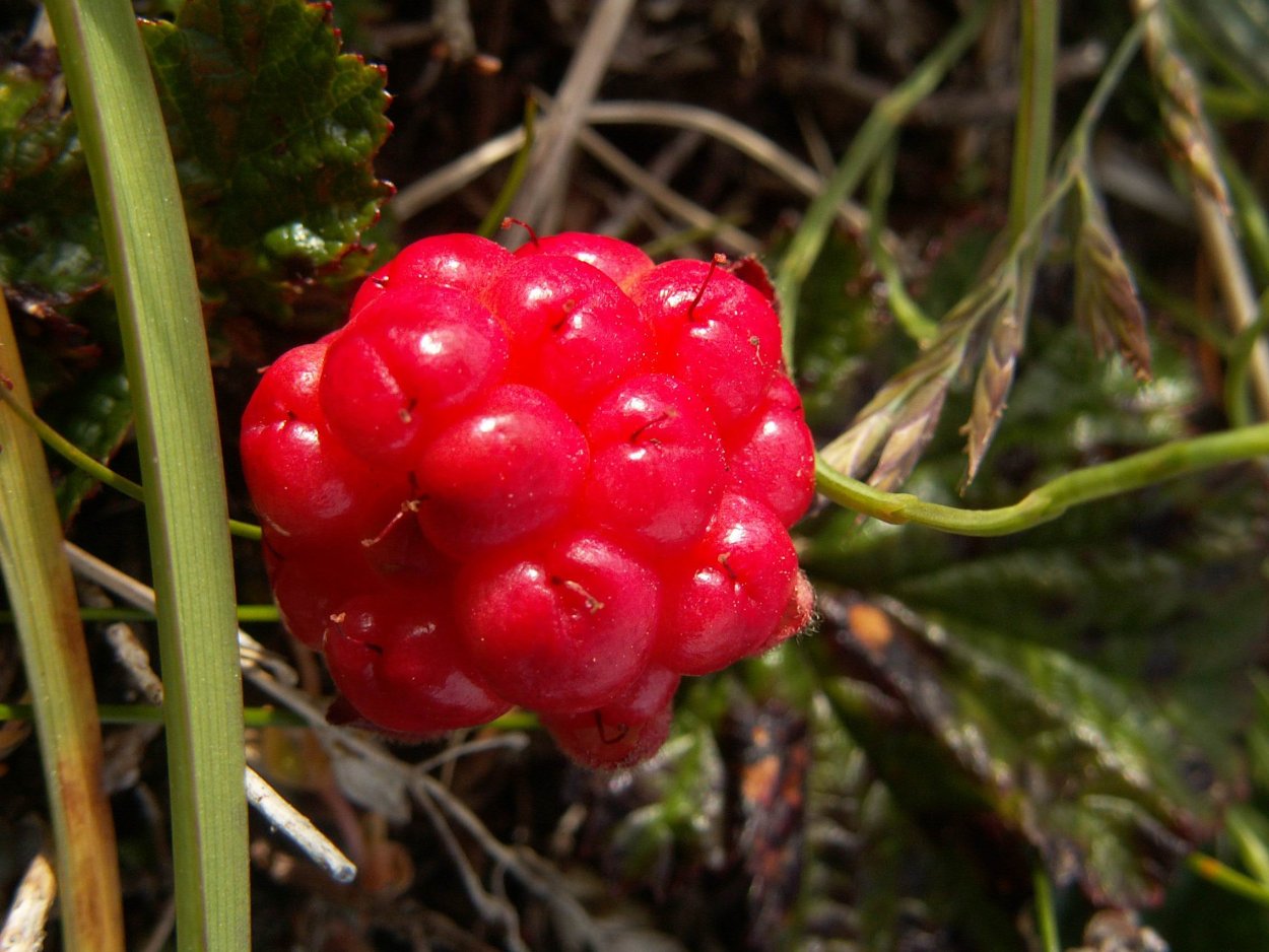 Лесная ягода гонобобель