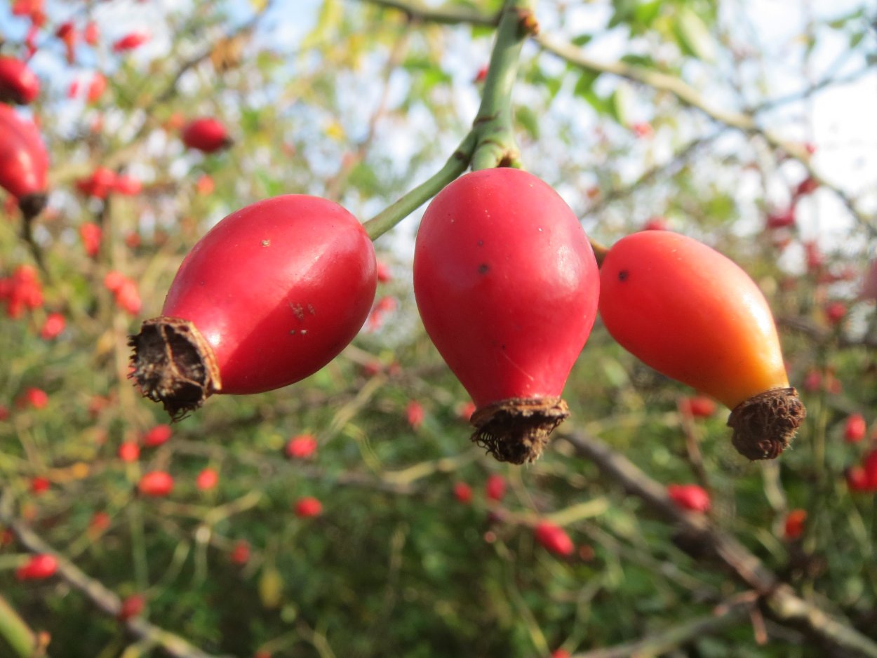 Ред Барри (красная ягода)