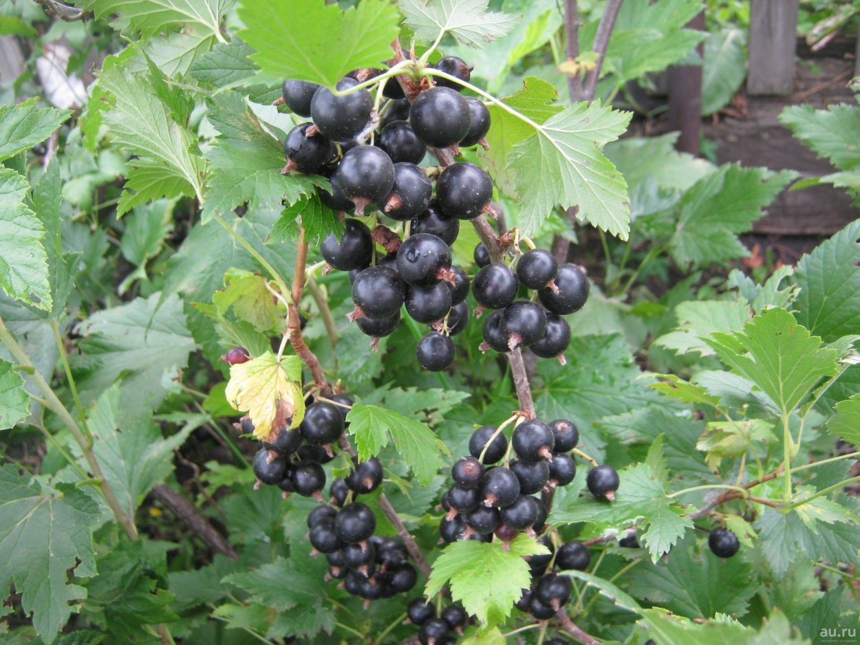 Царская ягода Морошка