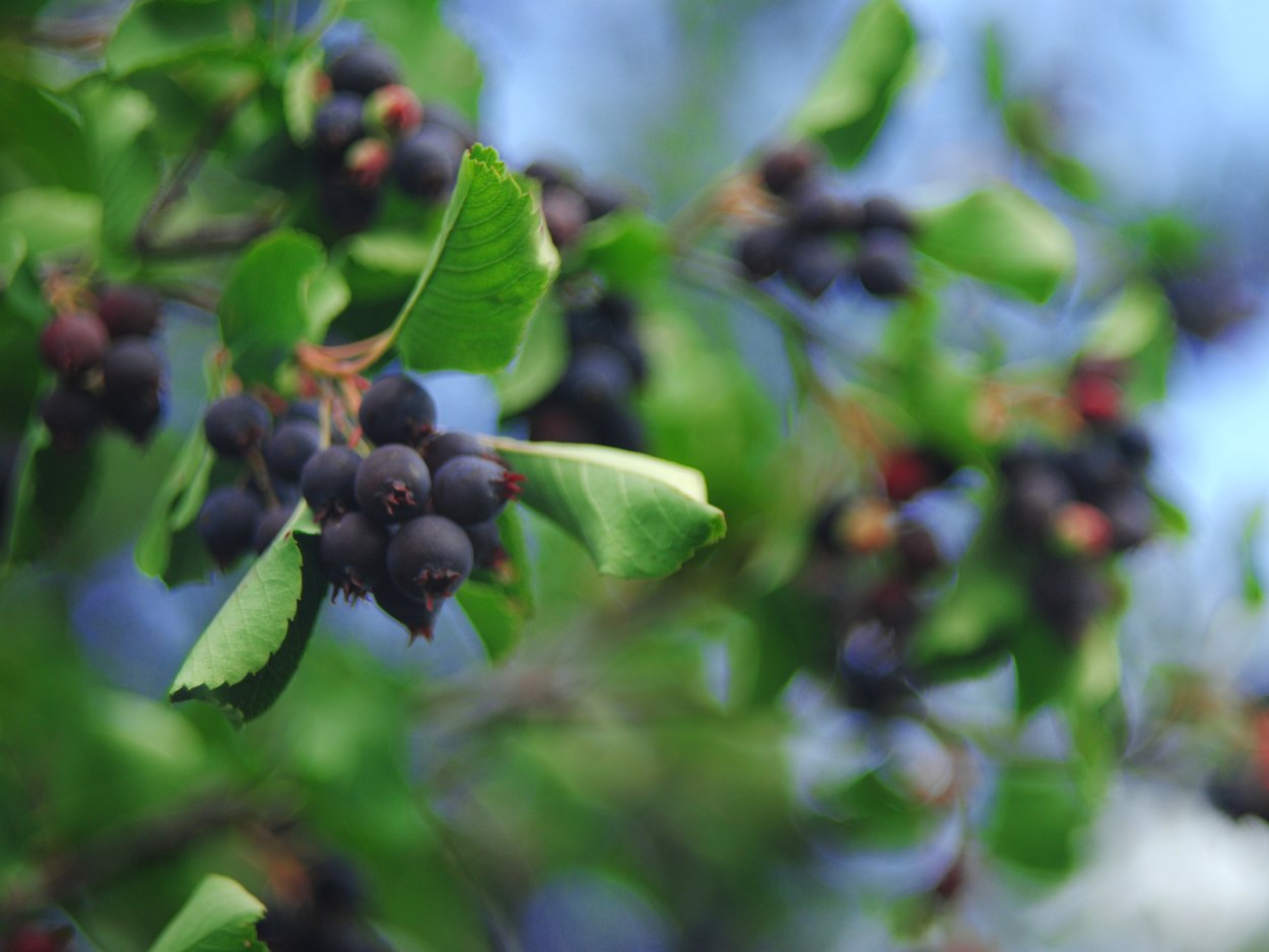 Черника (Vaccinium myrtillus)