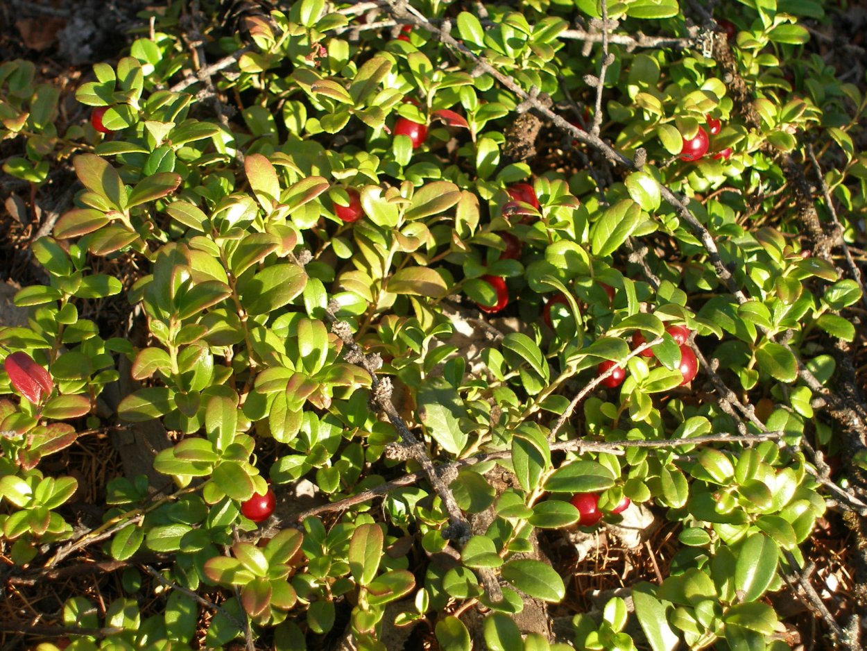 Клюква костяника