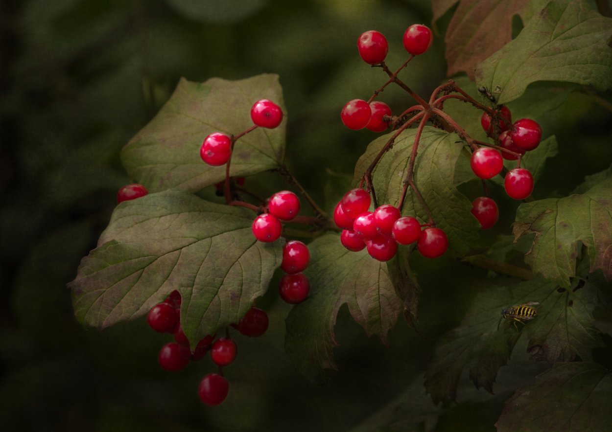 Куст с шипами и красными ягодами