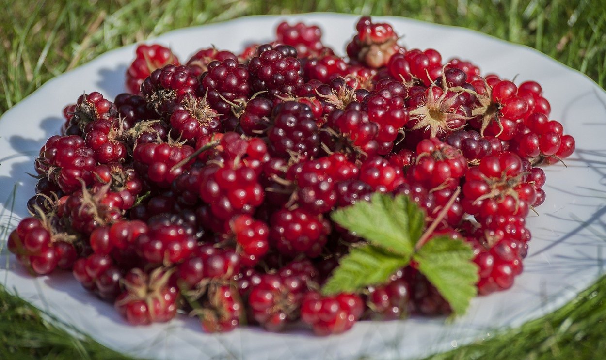 Смородина двуиглая Морошка