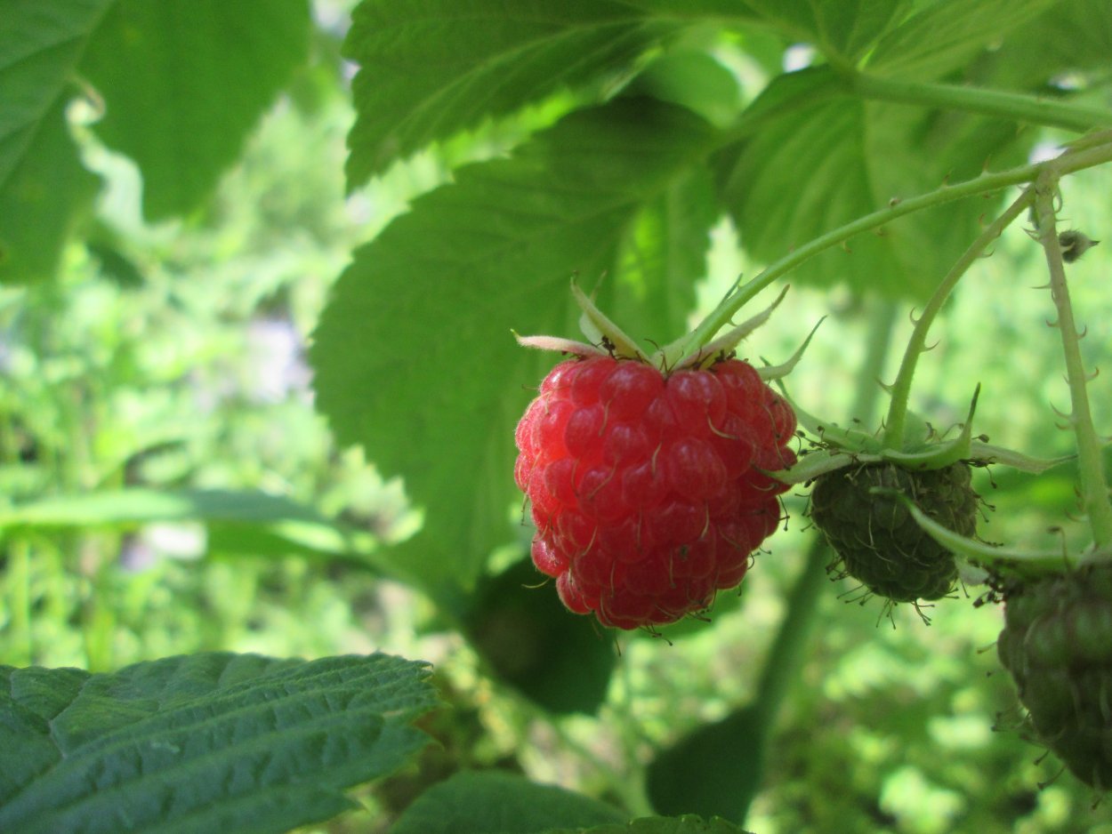 Смородина красная Осиповская