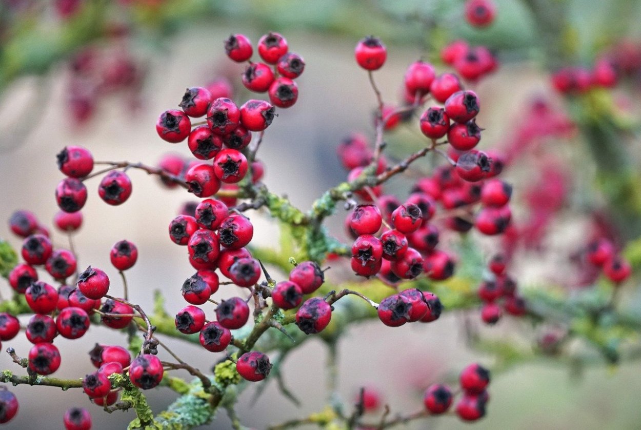 Тараножка ягода