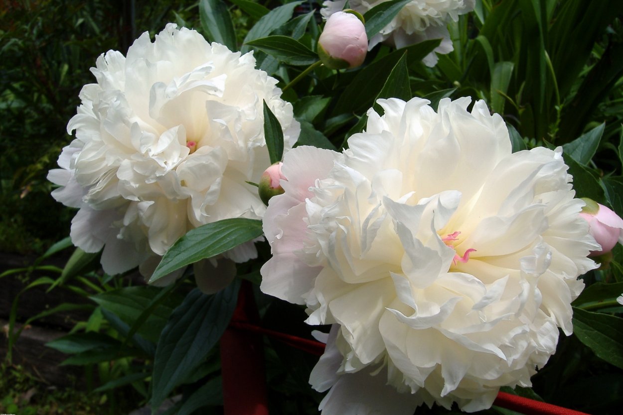 Пион Сноу Маунтин