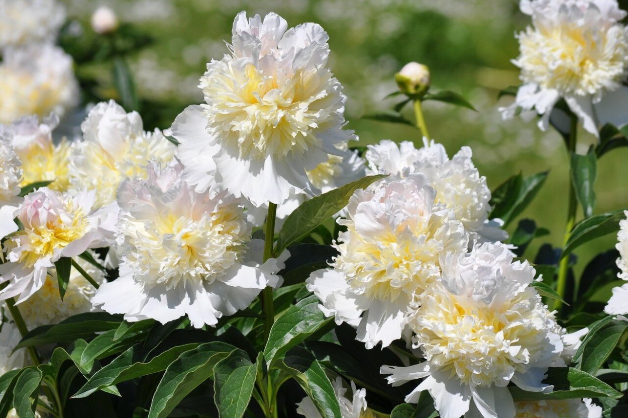 Пион молочноцветковый Мадрид