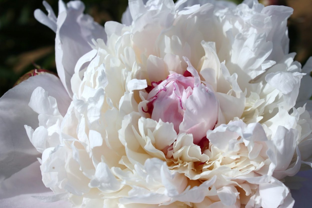 Пион мадам Кало