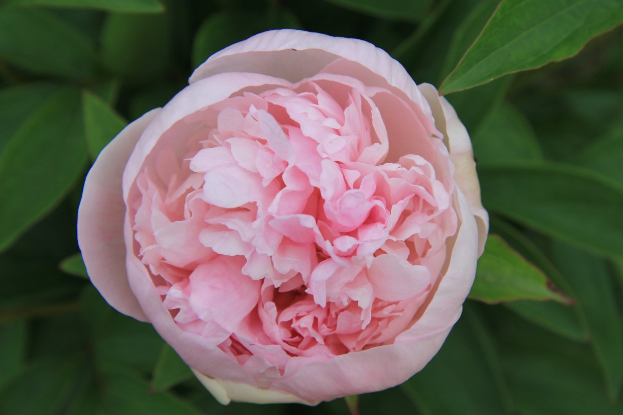 Пион Этчед Салмон Etched Salmon