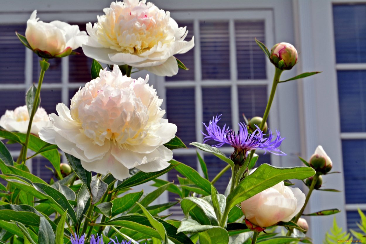 Пион (ботан.)