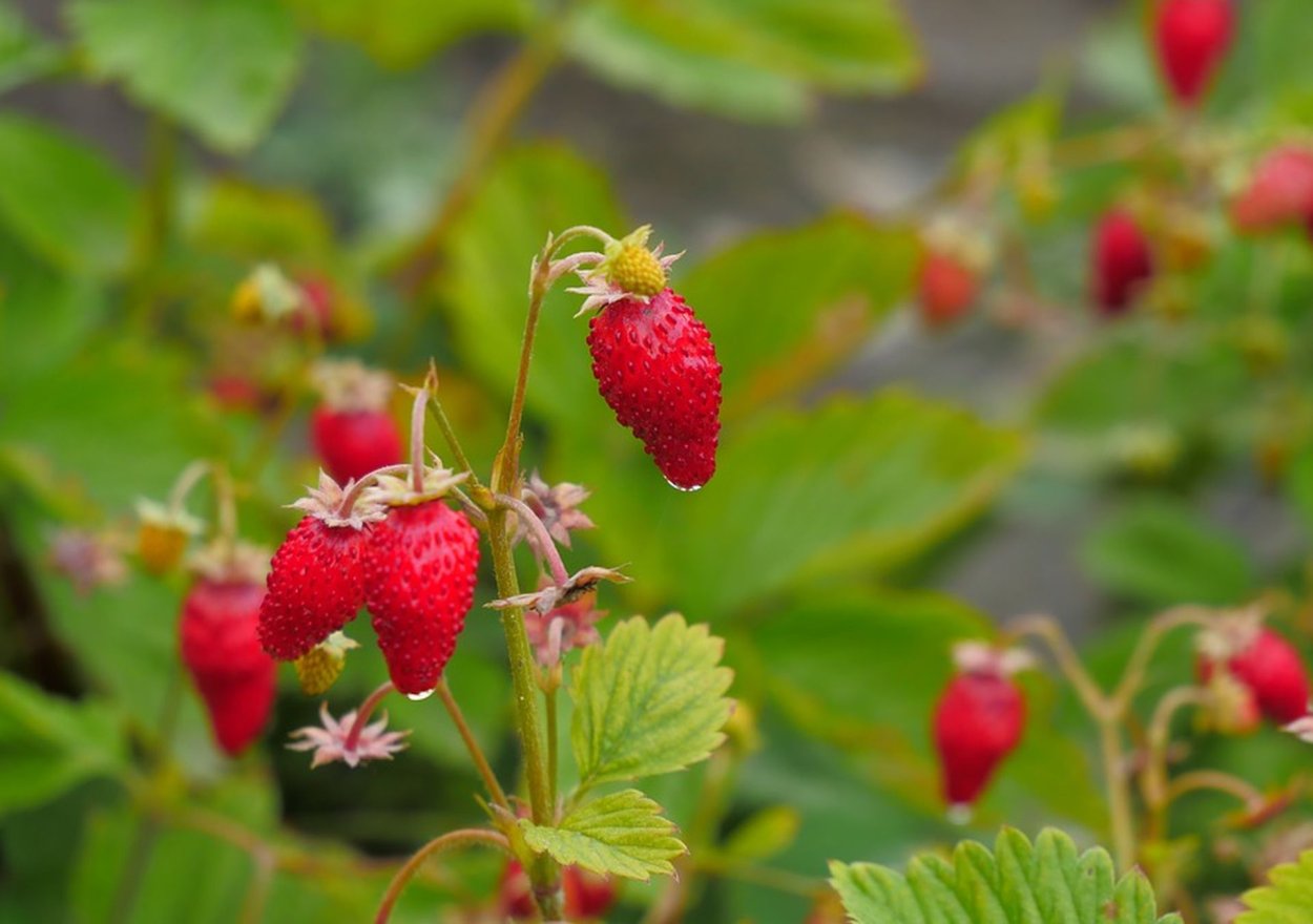 Земляника Земляничная Поляна