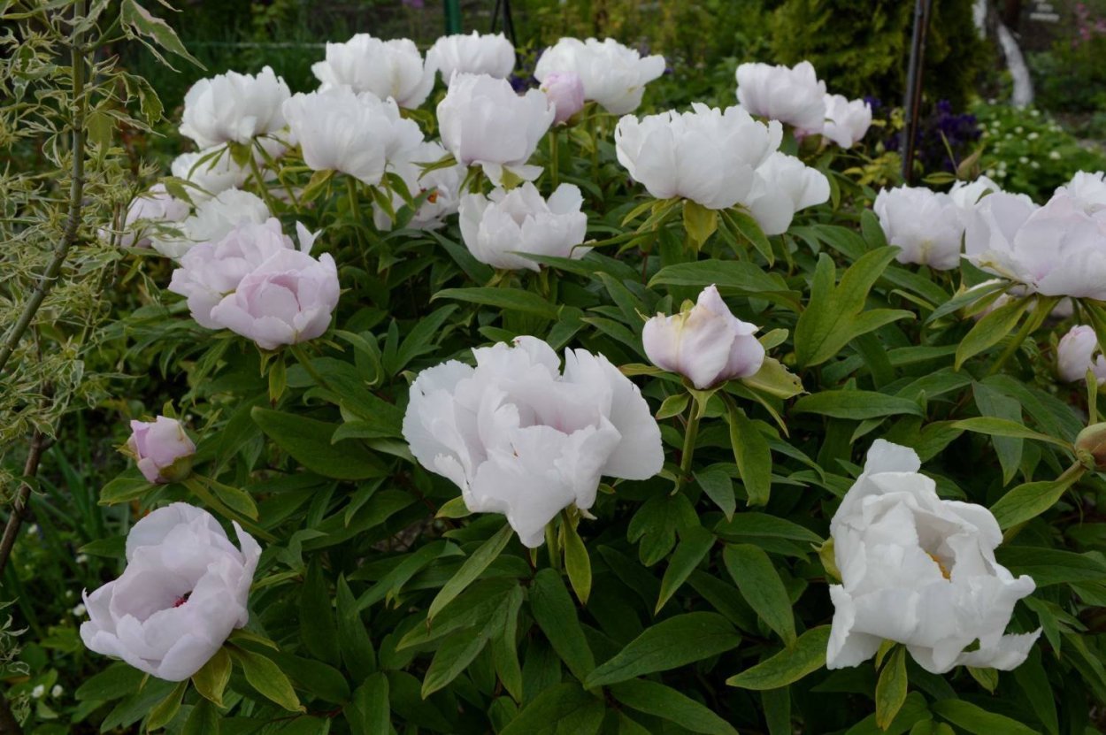 Пион древовидный Lila