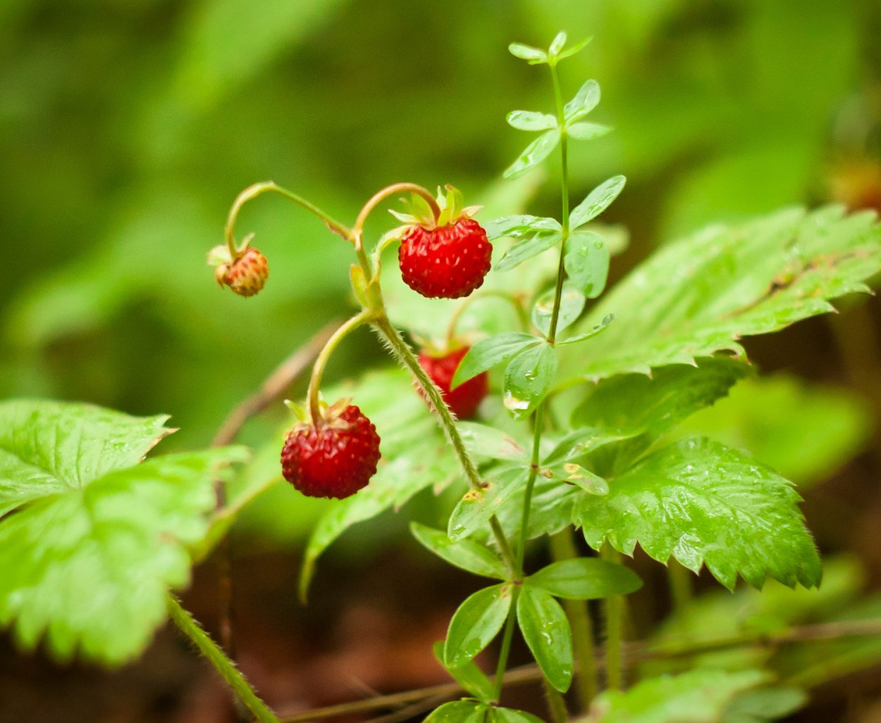 Земляника Лесная