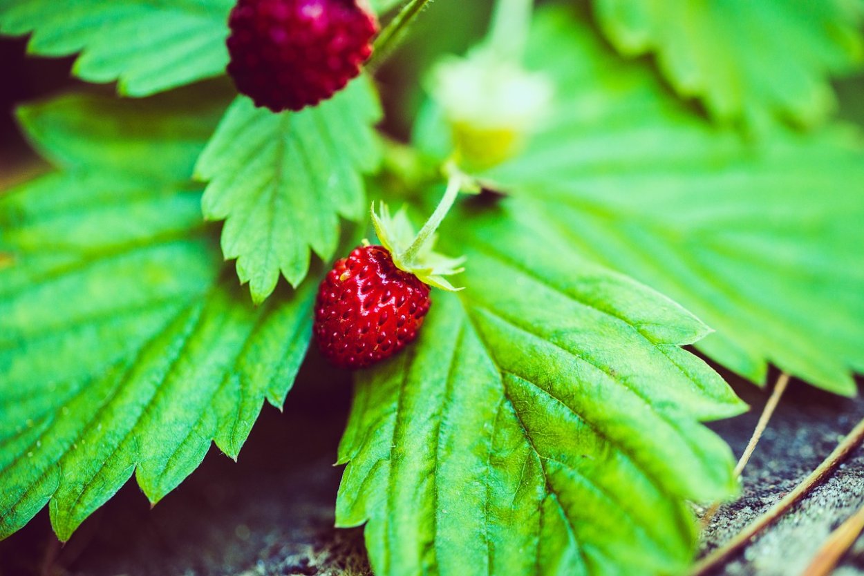 Земляника ФС