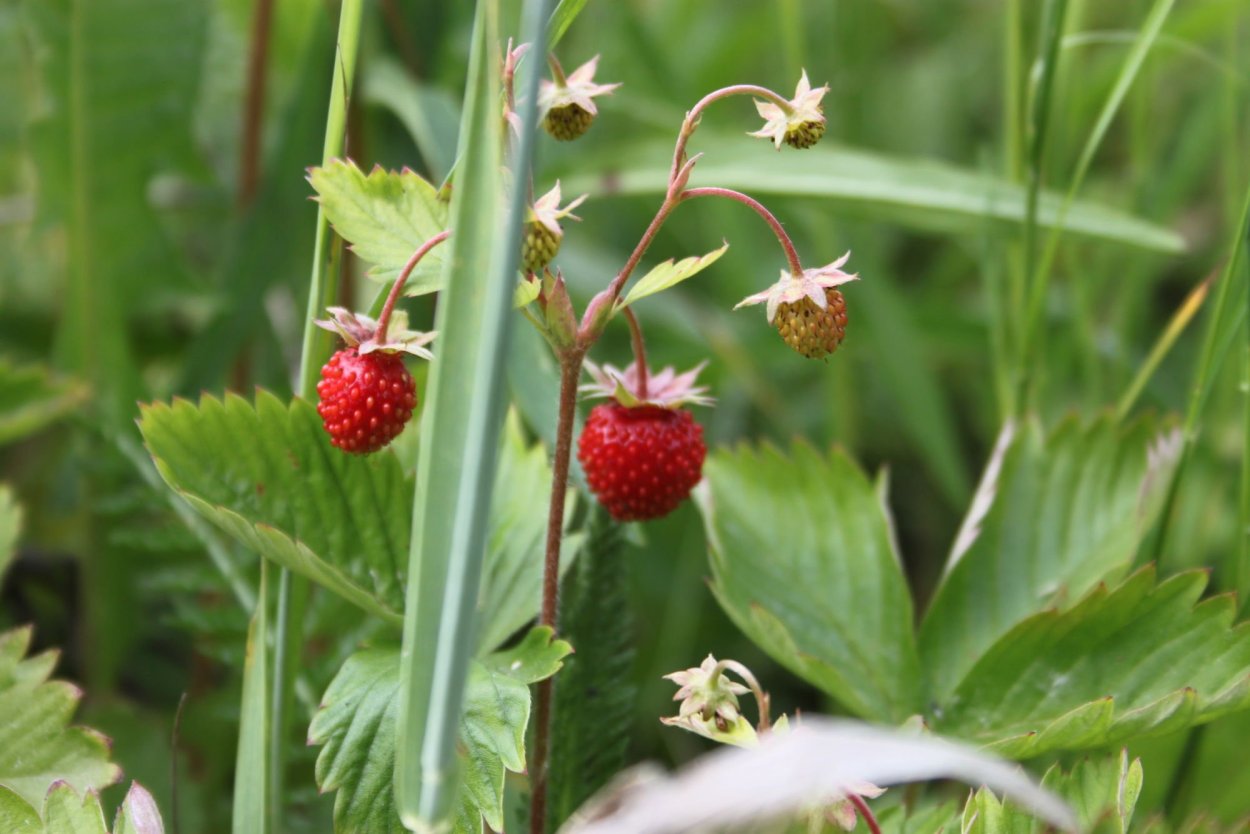 Земляника Степная