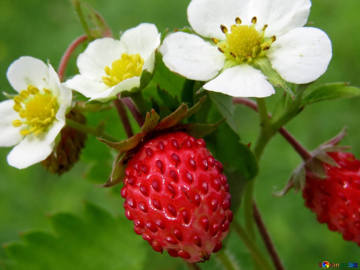 Алтайская земляника