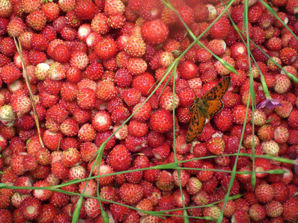 Виктория Полевая ягода