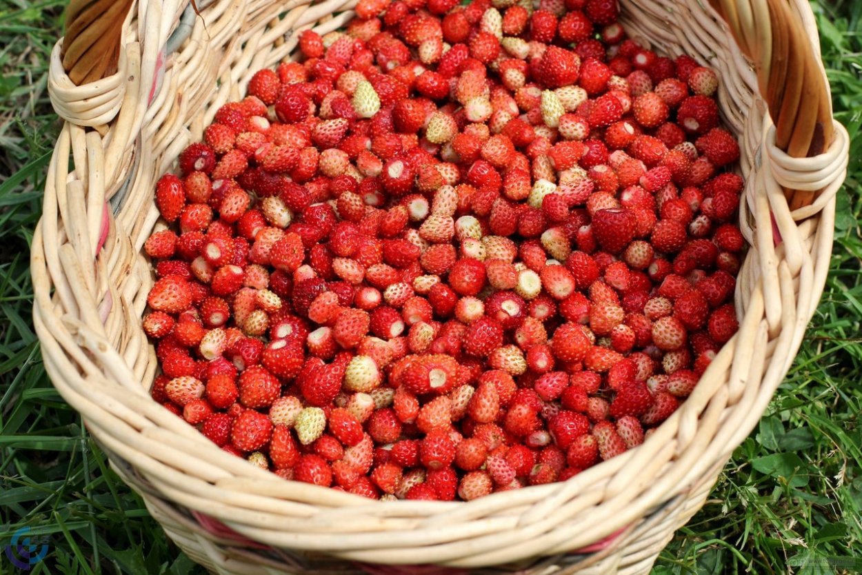 Земляника Лесная