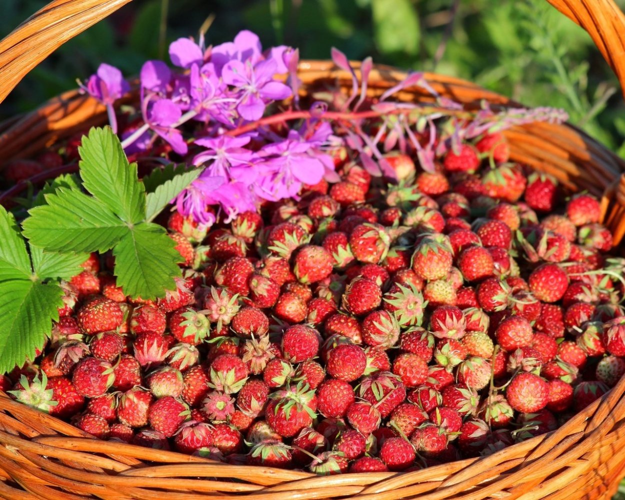 Лесная клубника и земляника