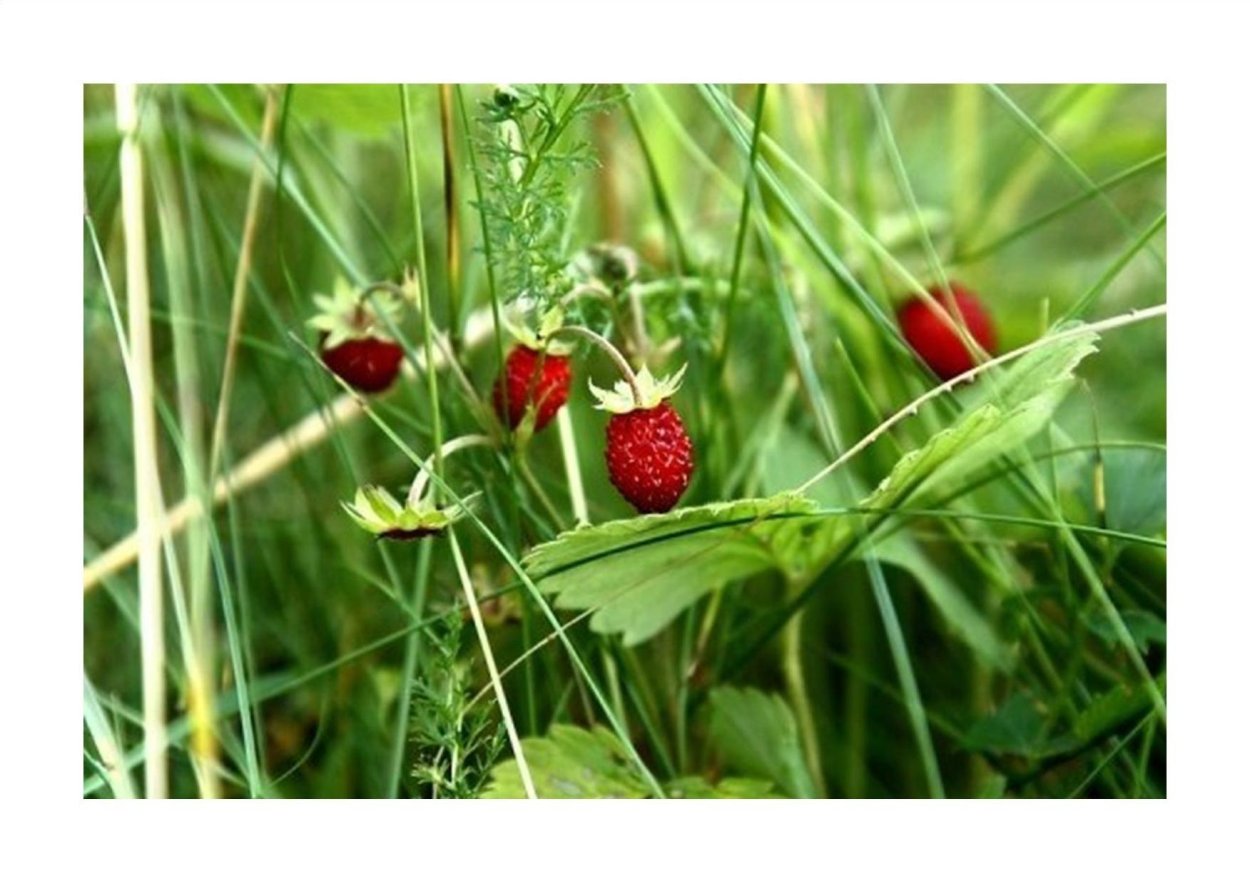 Земляника Лесная
