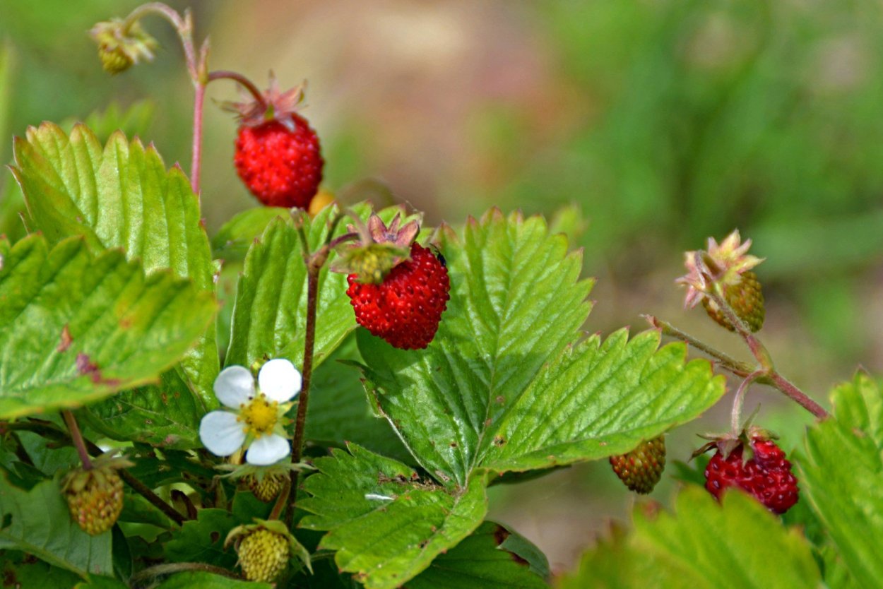 Земляника Лесная