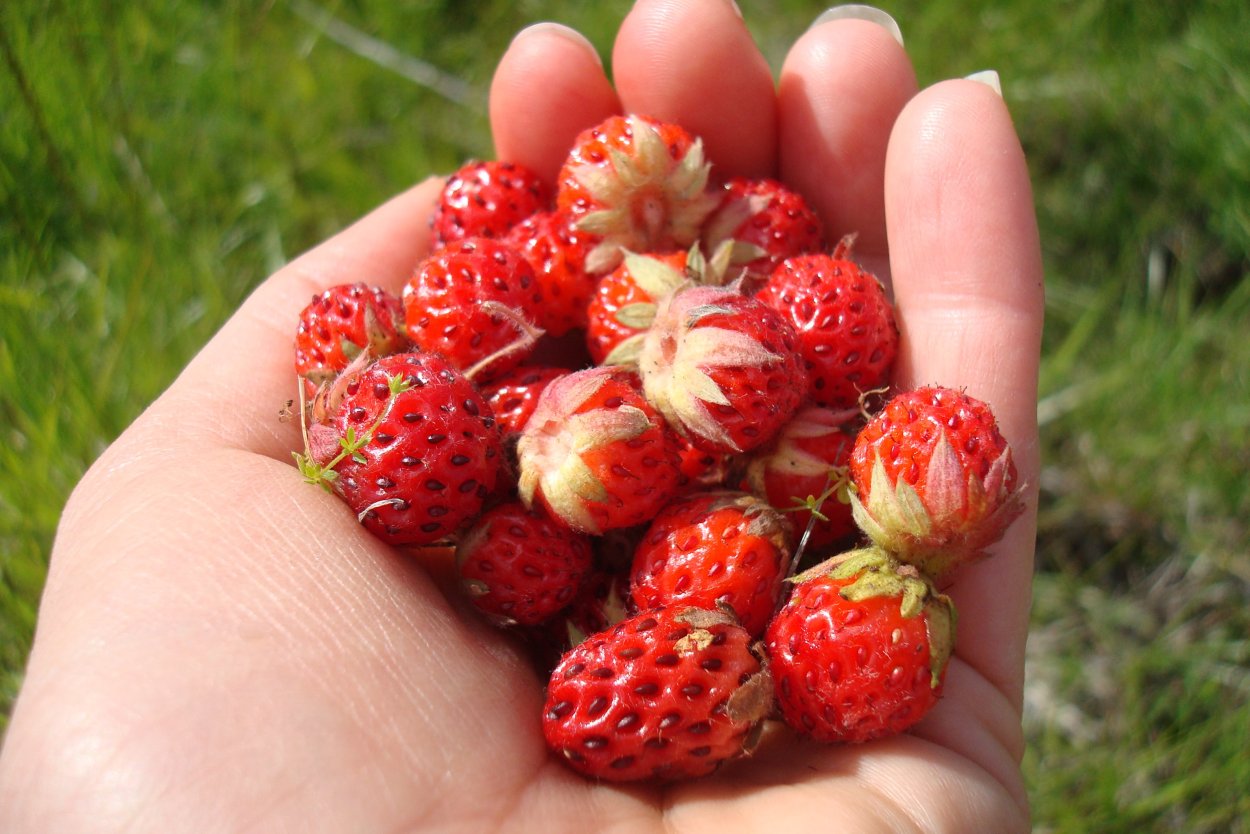 Виктория Полевая ягода