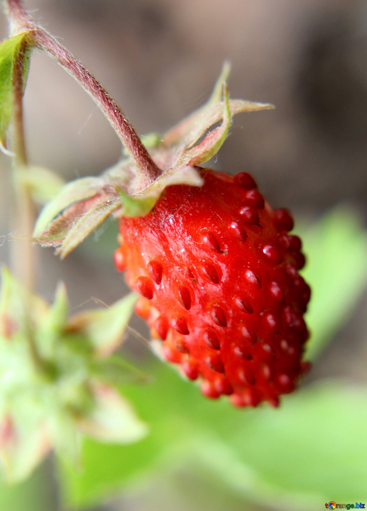 Земляника Лесная (Fragaria vesca)