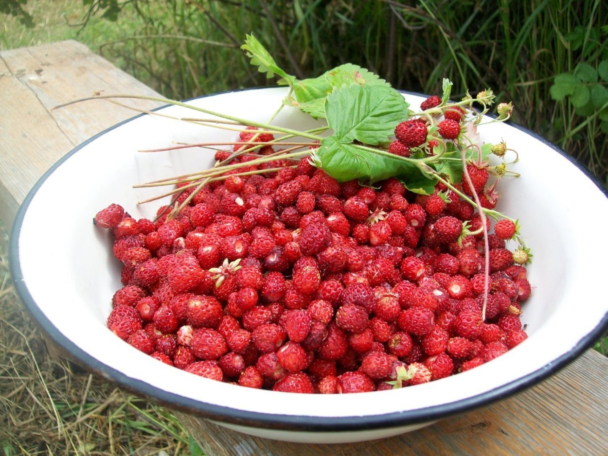 Шартлама ягода