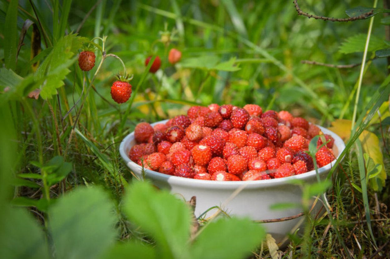 Клубника Лесная Полянка