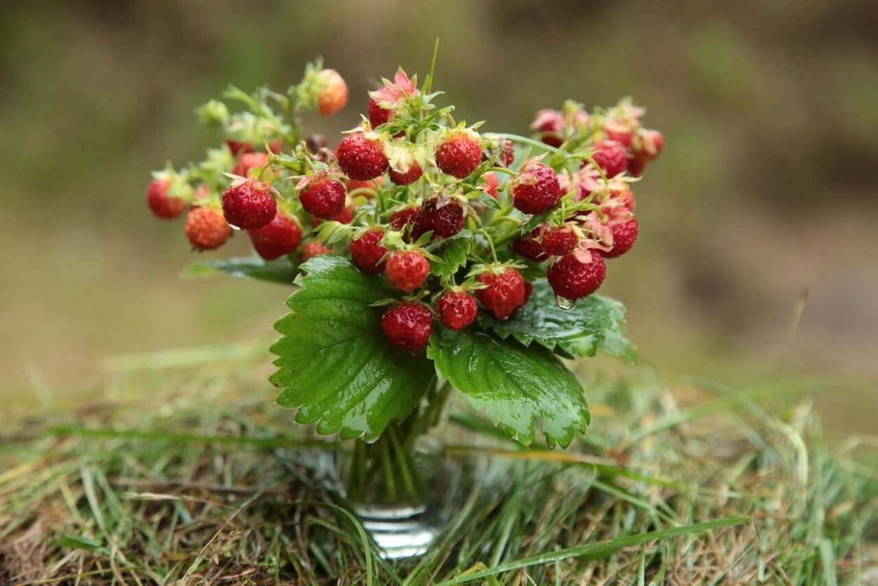 Байкальская клубника