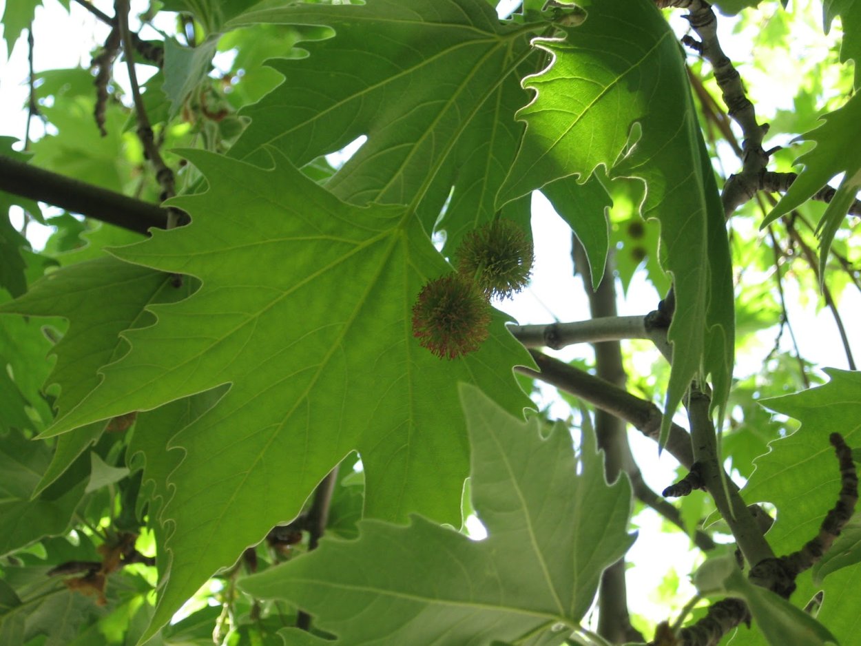 Платан кистистый