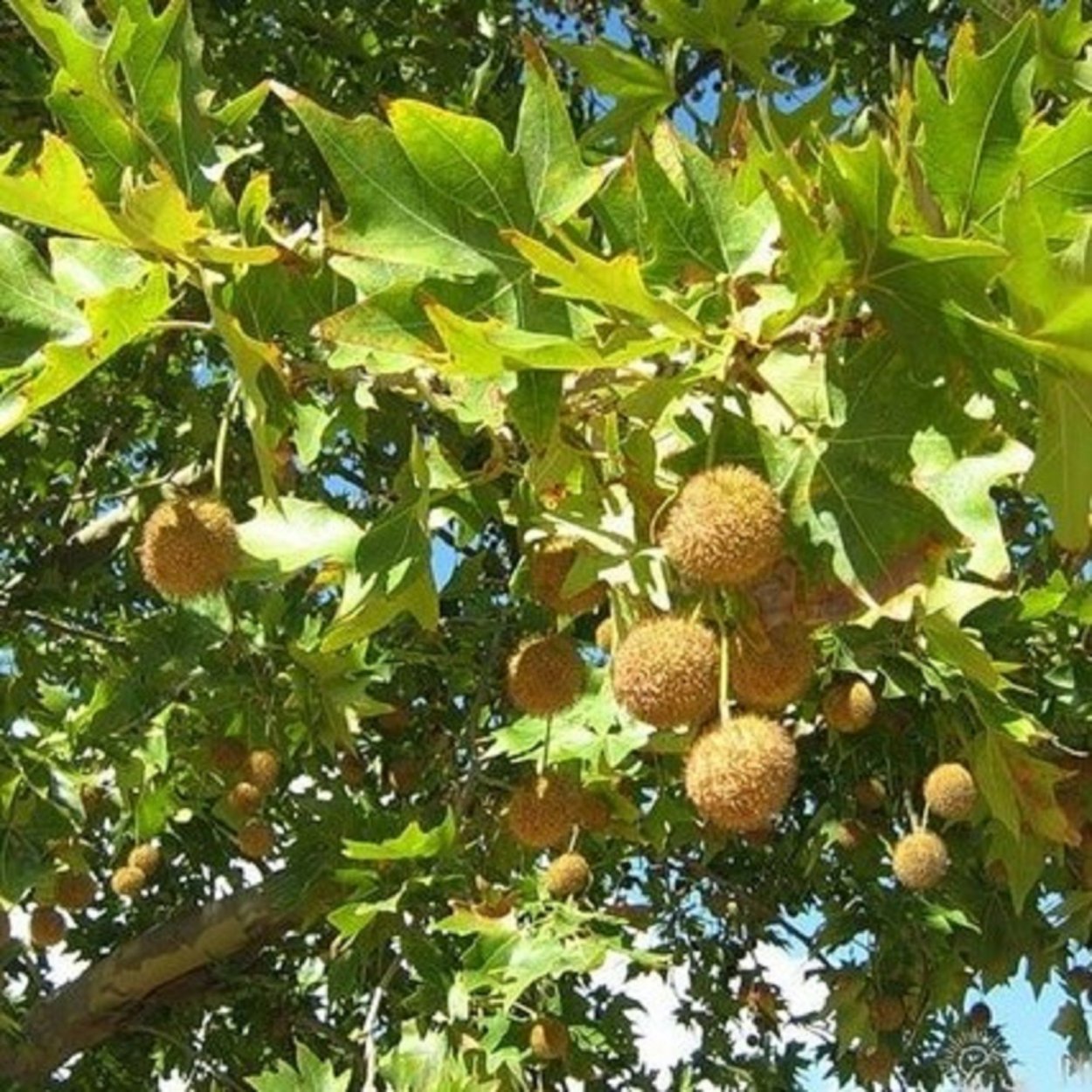 Платан Восточный (Чинар)