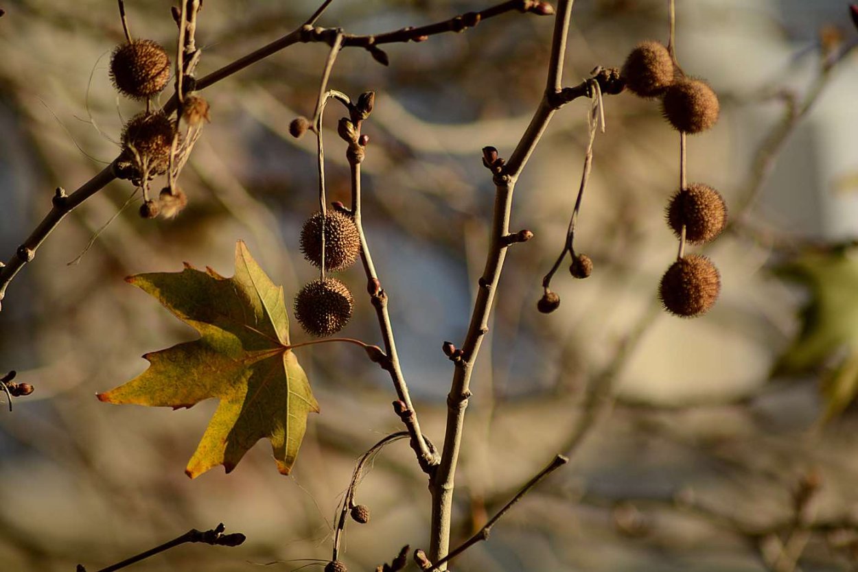 Чинар плоды