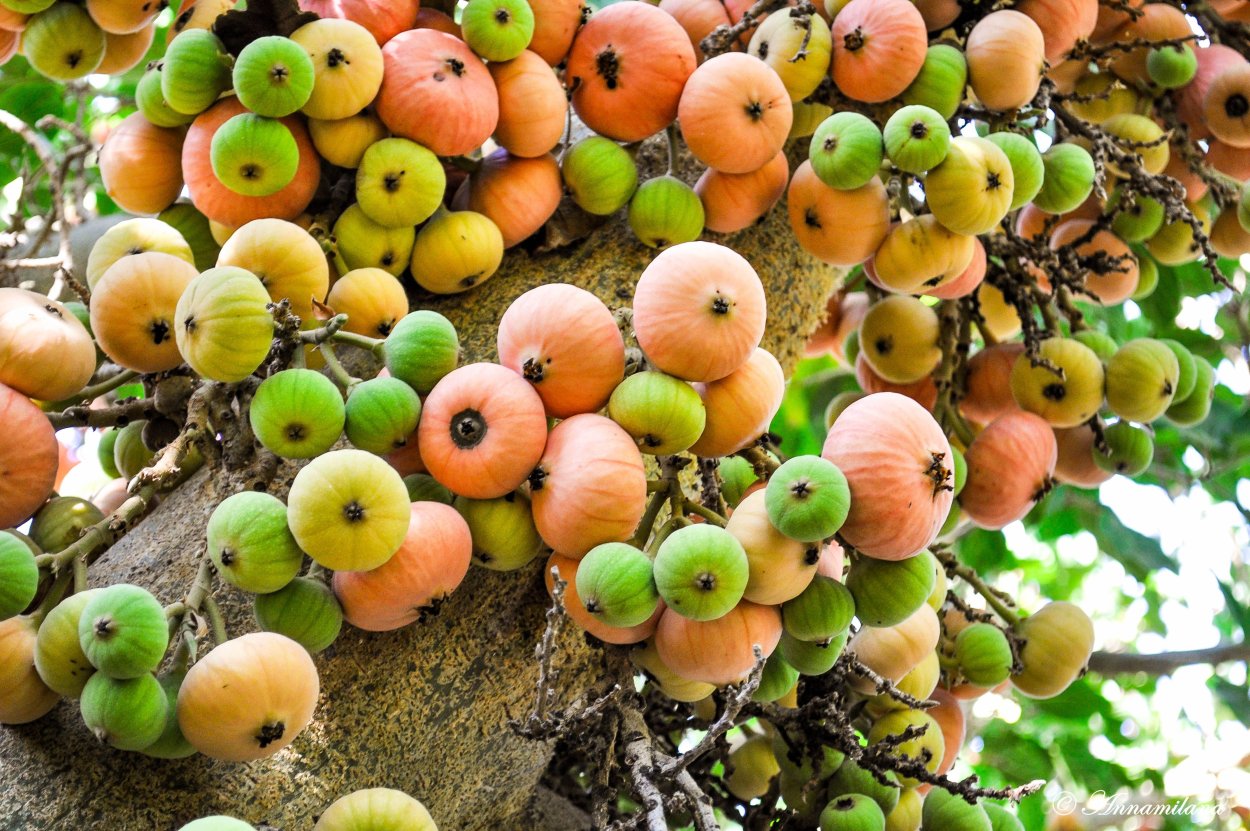 Инжир тропический