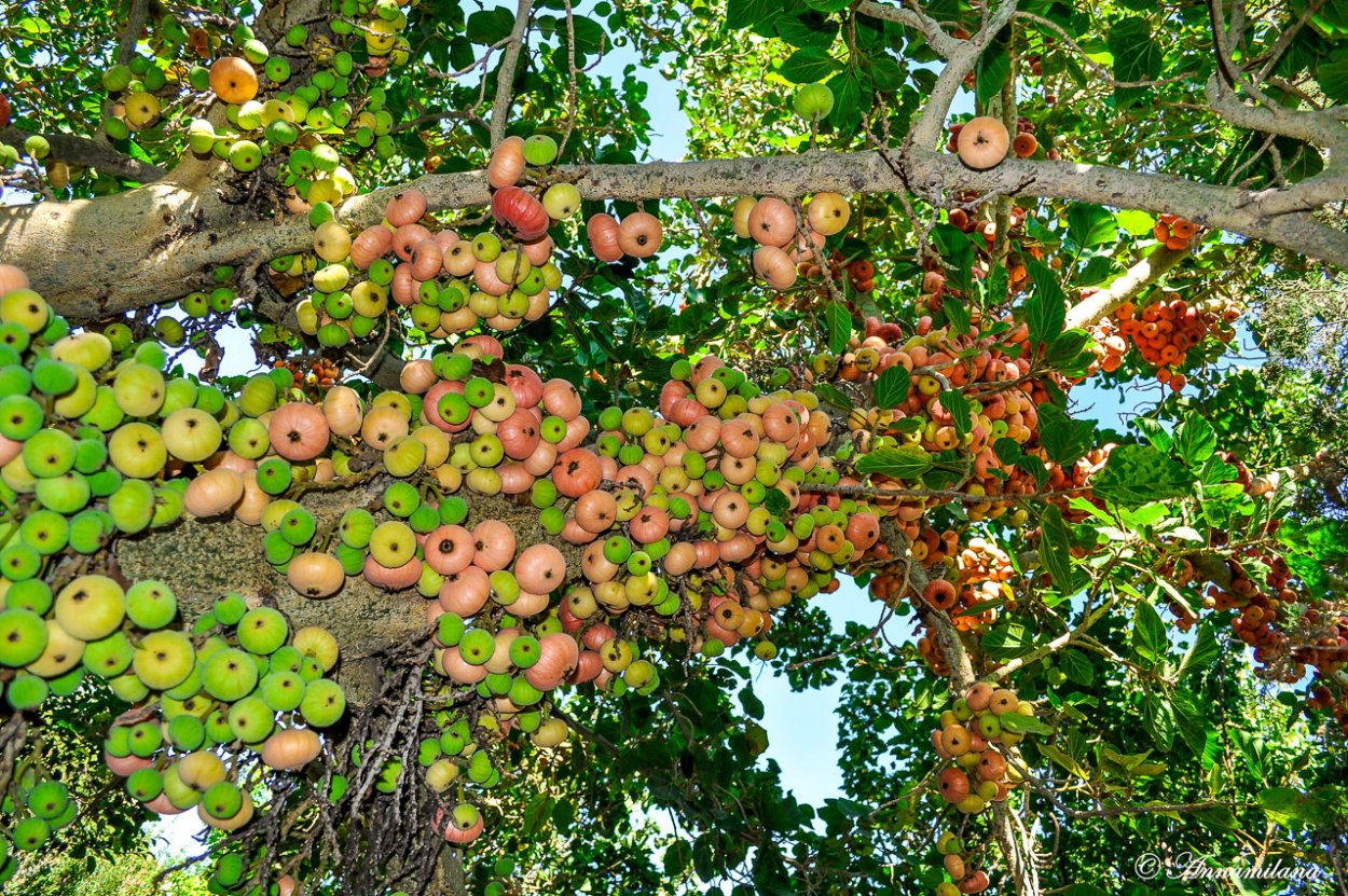 Инжир и сикомор