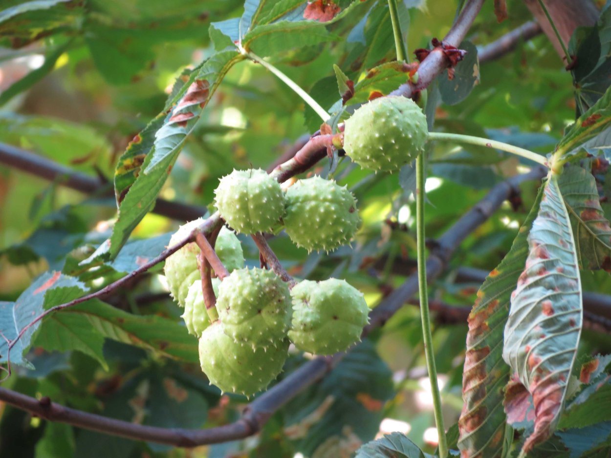 Платан Абхазия листья