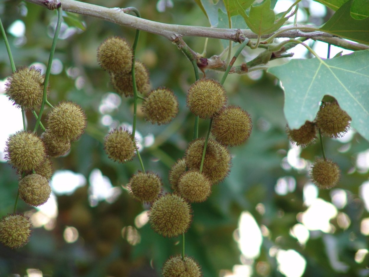 Platanus orientalis дерево