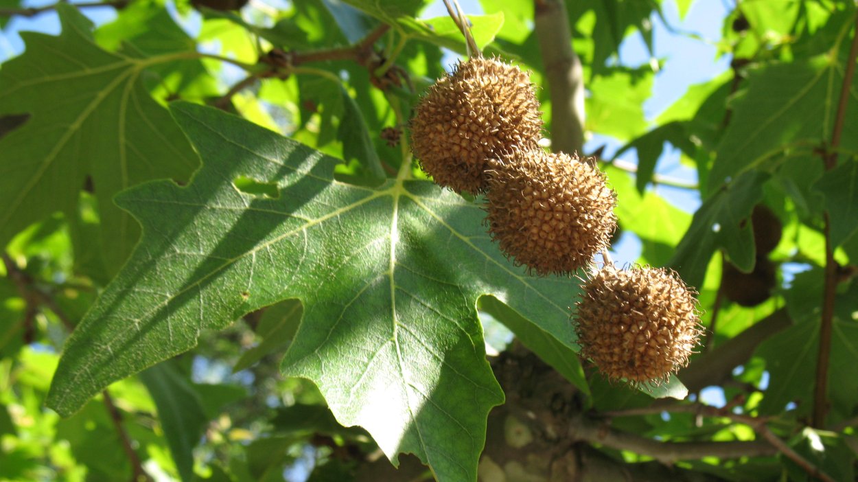 Platanus orientalis дерево