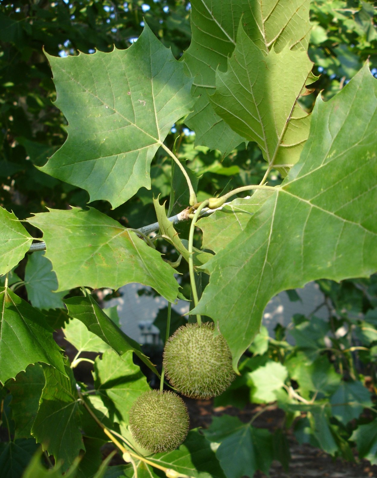 Платан сикомор