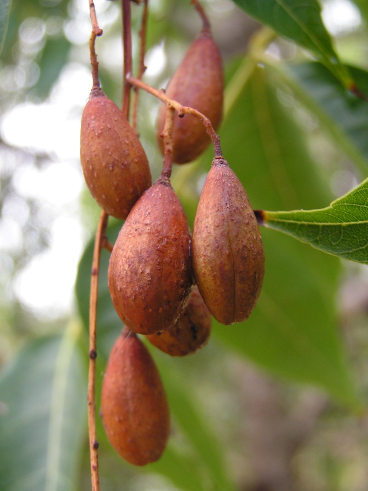 Деревья и плоды