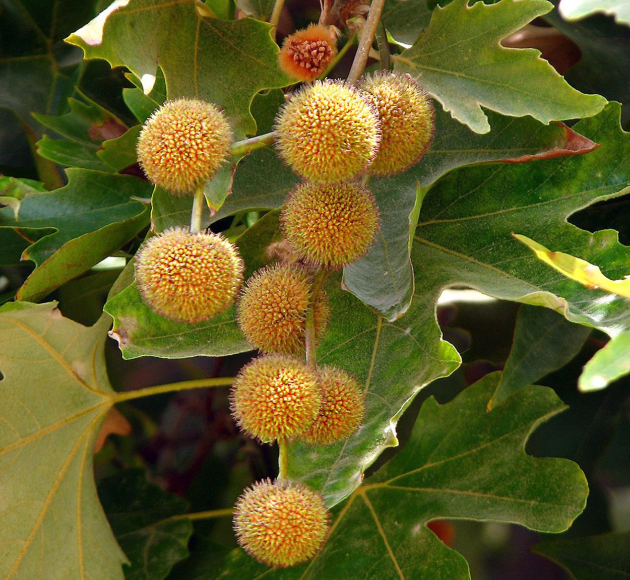 Платан кленолистный листья